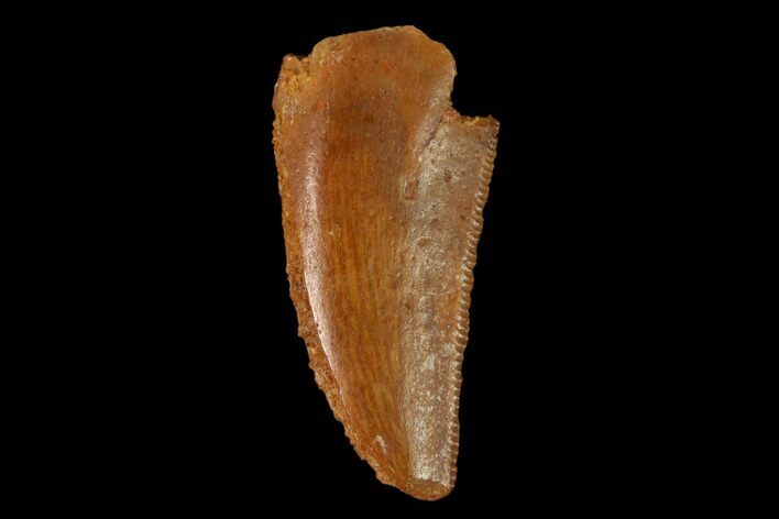 Serrated, Raptor Tooth - Real Dinosaur Tooth #158967